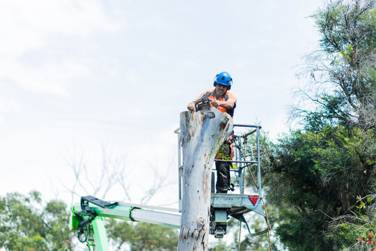 Arborist chainsawing down a dying gum tree into firewood