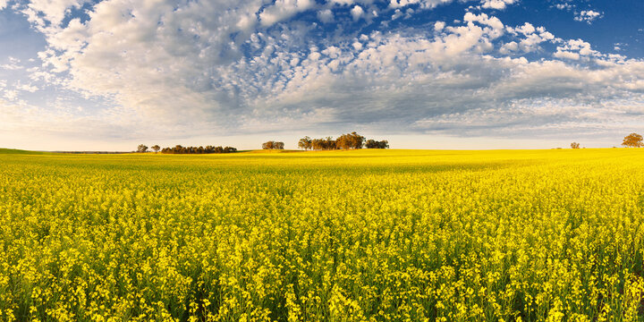 Speckled cloud and sunshine over a paddock of flowering canola