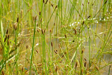Reed in summer as natural background (macro photography)