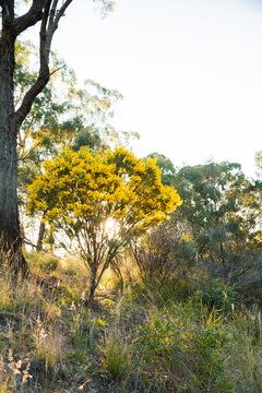 Golden wattle flowering on bush backlit by sun in Aussie spring bushland