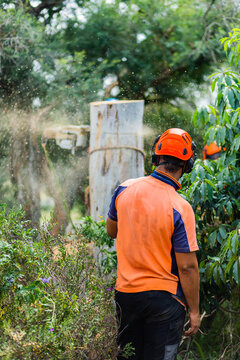 Tree removalist man working in garden