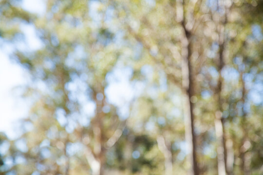 Bokeh out of focus gum tree bushland background