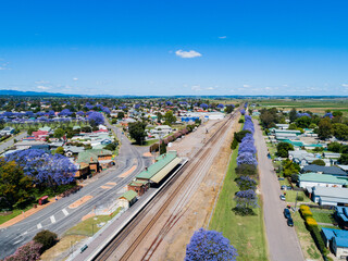 Train track and singleton train station in spring with flowering jacaranda trees