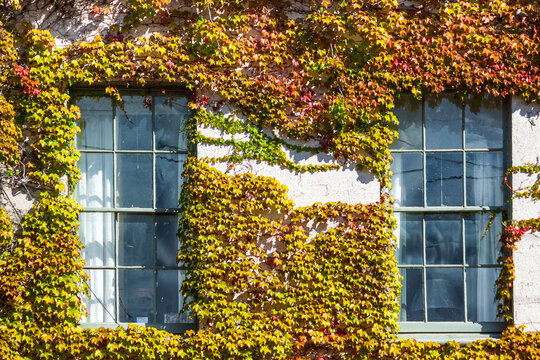 A building facade covered in coloured ivy.