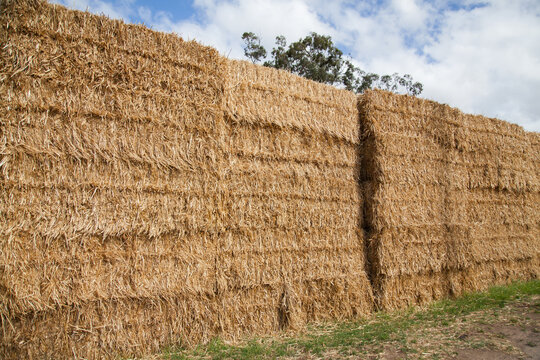Square bales of hay piled in hay stack beside country road