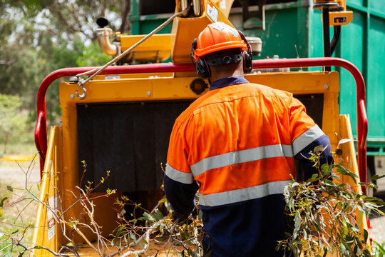 Tradie feeding branches into wood chipping machine