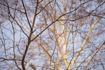 Fototapeta na wymiar birch tree bare branches in blue sky background.
