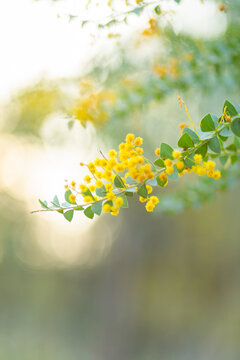 Soft light on fluffy golden wattle blooms