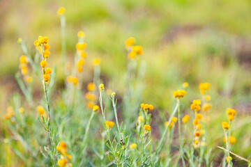 Native yellow flowers in grass