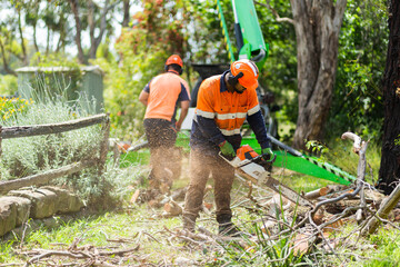 workman using chainsaw to cut branches into logs - tree removal
