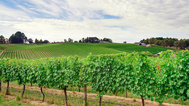 Green vineyards in summer, Adelaide Hills
