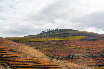 Colorful autumn landscape of oldest wine region in world Douro valley in Portugal, different varietes of grape vines growing on terraced vineyards, production of red, white and port wine.