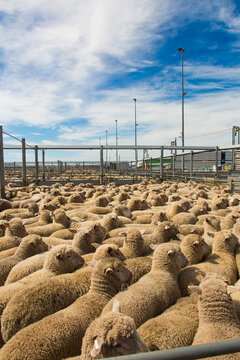 Lambs in a saleyard pen at a livestock auction at forbes