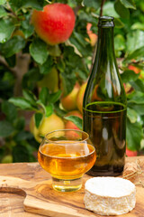 Taste of Normandy, France, glass of apple cider and camembert cheese and green apple tree with ripe red fruits on background