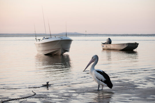 Boats and pelican on the water at Seventeen Seventy, Queensland