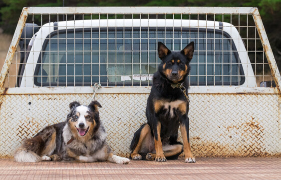 Two working dogs sitting on back of farmers ute