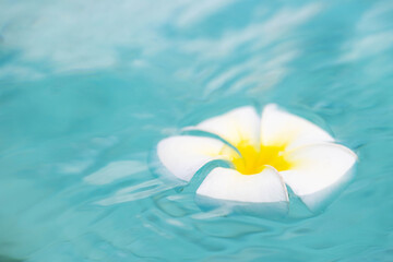 Fototapeta na wymiar flower in water