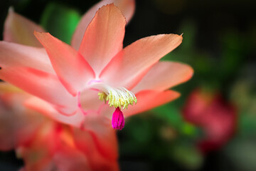 Macro view of the stigma and stamen on an Easter Cactus