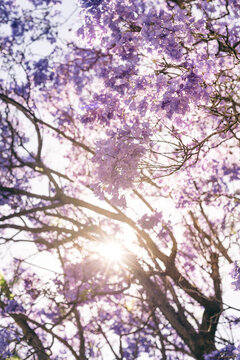 jacaranda tree with sun flare