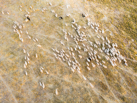 Aerial view of sheep running over dry farmland