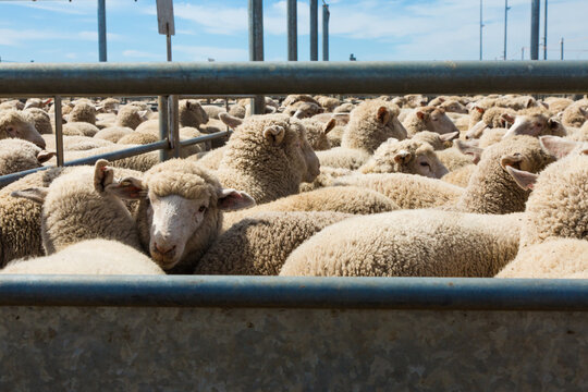 Lambs in a saleyard pen at a livestock auction at forbes