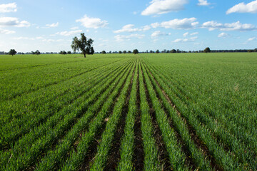 Rows of barley plants into the horizon