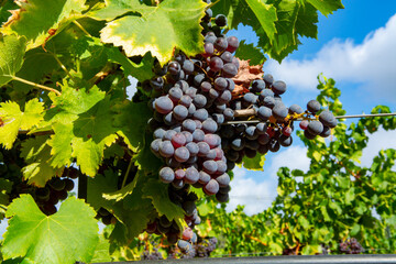 Ripe black or blue carignan wine grapes using for making rose or red wine ready to harvest on vineyards in Cotes  de Provence, region Provence, south of France