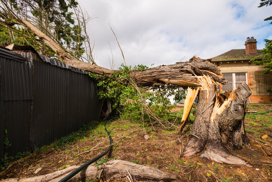 large tree fallen on an outdoor shed
