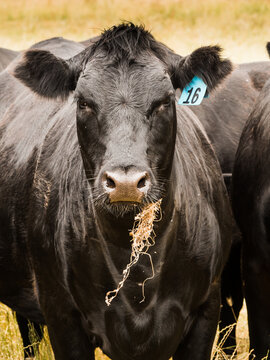 Black Angus cow with grass in her mouth
