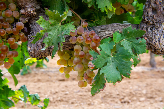 Ripe white wine grapes using for making rose or white wine ready to harvest on vineyards in Cotes  de Provence, region Provence, south of France