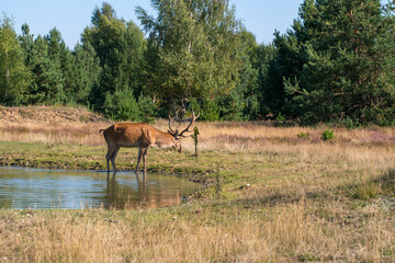  Cervus elaphus