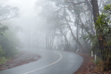 Wet road curving through fog