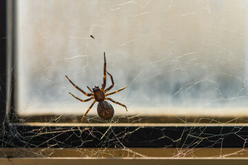Brown house spider on windowsill