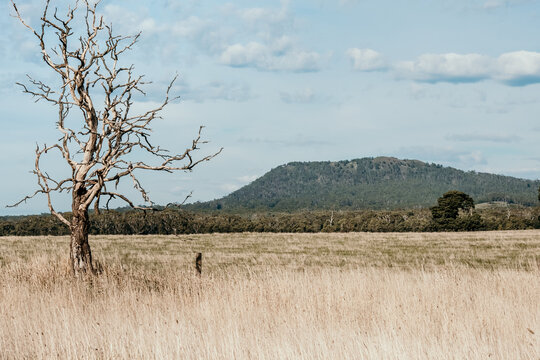 View to Mount Napier.