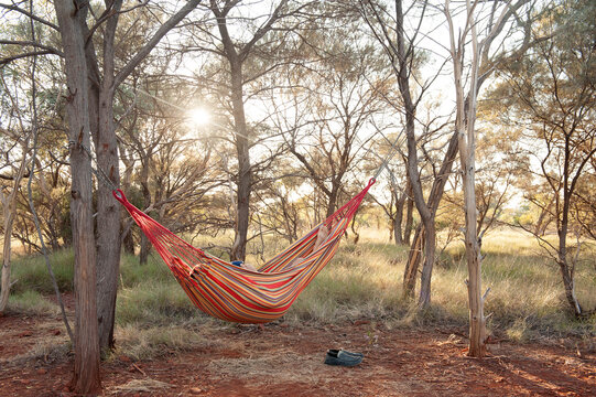 Man in hammock in australian bush at sunrise