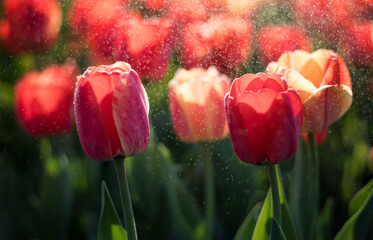 red and white tulips