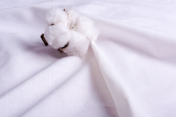 white cotton flowers