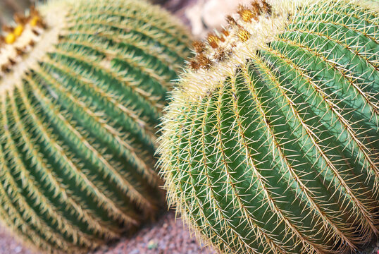 cactus family from Elda, Spain