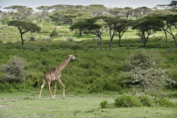 Naklejka na ściany i meble Masai giraffe walking, Ndutu, Ngorongoro Conservation Area, Tanzania