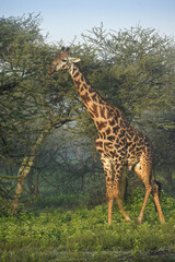 Masai giraffe (male) among acacia trees, Ndutu, Ngorongoro Conservation Area, Tanzania