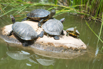 turtles family basking on a sunny summer day on a stone by the lake