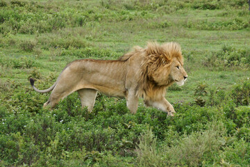 Male lion walking, Ndutu, Ngorongoro Conservation Area, Tanzania © Michele Burgess
