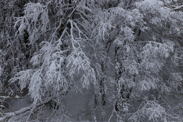 arbres enneig&eacute;s