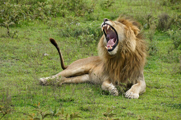 Male lion yawning, Ndutu, Ngorongoro Conservation Area, Tanzania