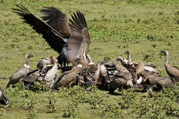 Ruppell's griffon vultures and white-backed vultures feeding at wildebeest kill, Ndutu, Ngorongoro Conservation Area, Tanzania