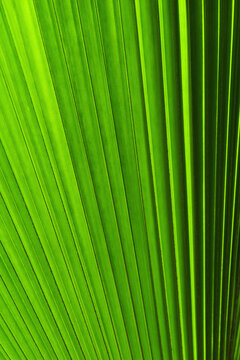 Extreme close-up view of green tropical leaf