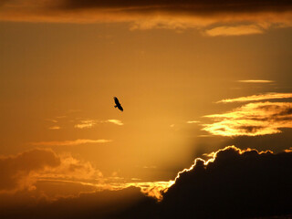 sunset glider