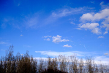 Huge and dried tree with no leaves with blue sky and white clouds background.