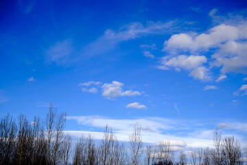 Huge and dried tree with no leaves with blue sky and white clouds background.