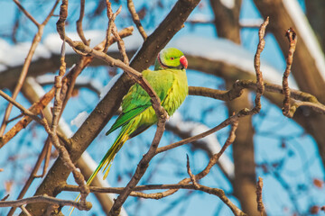 Cramer's parrot sits among the snow-covered branches